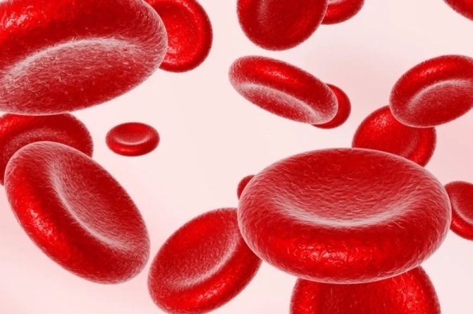 Rote Blutzellen, Eisen, Chinesische Medizin, TCM, Akupunktur lernen | TCM Schule Basel | Naturmedizin